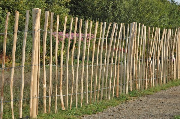 Kastanien-Pfähle, Ø6-10 cm, Länge 1,80 m naturgewachsen, gespitzt VE = 150 – Bild 2